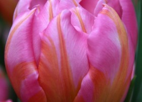 Tulipa Dotcom ® (3)